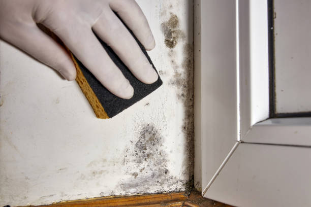 Best Mold Remediation for Healthcare Facilities  in Liberty, SC